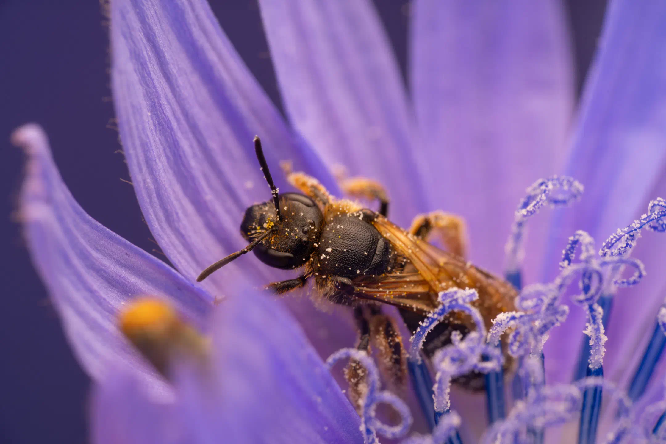 Rampion Scissor Bee | Rampion Scissor Bee