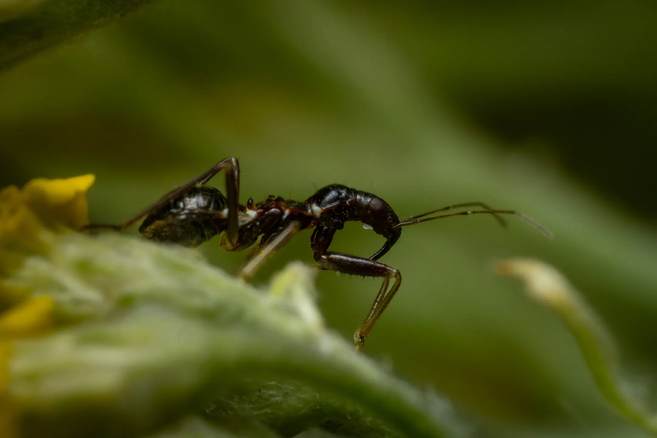 Ant Damselbug | Ant Damselbug