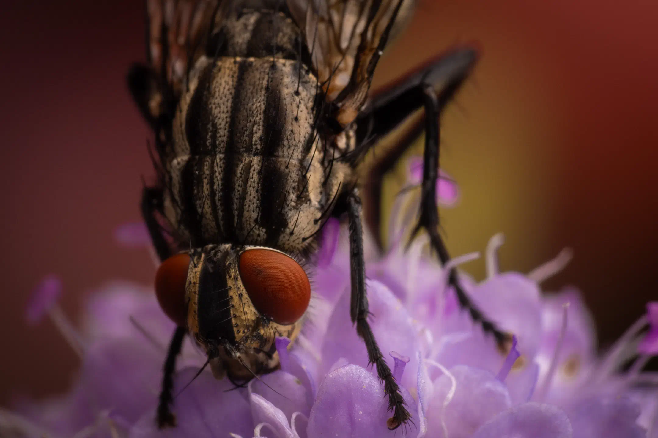 Sarcophaga carnaria | Sarcophaga carnaria