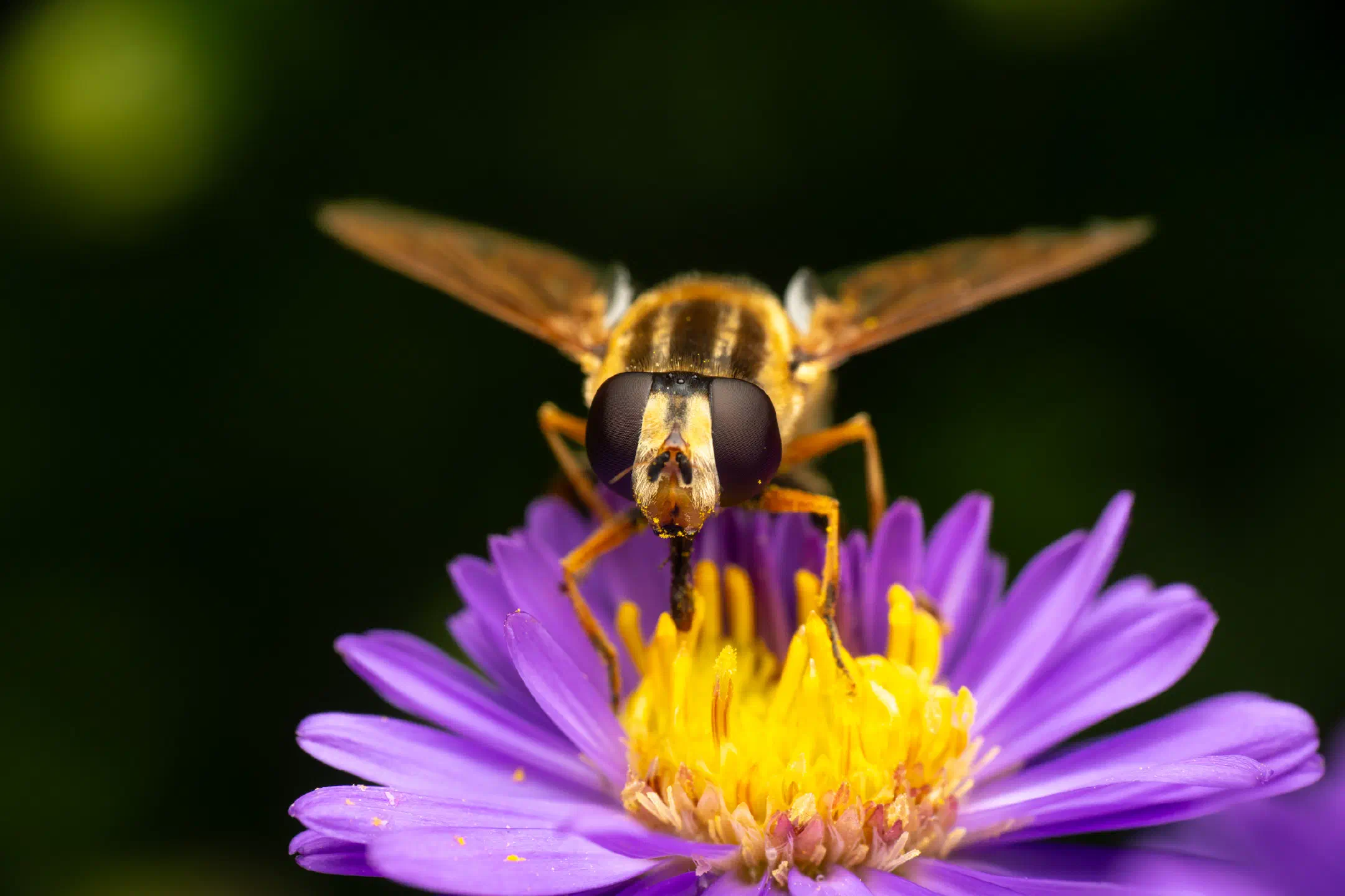 Trivittate Marsh Fly | Trivittate Marsh Fly