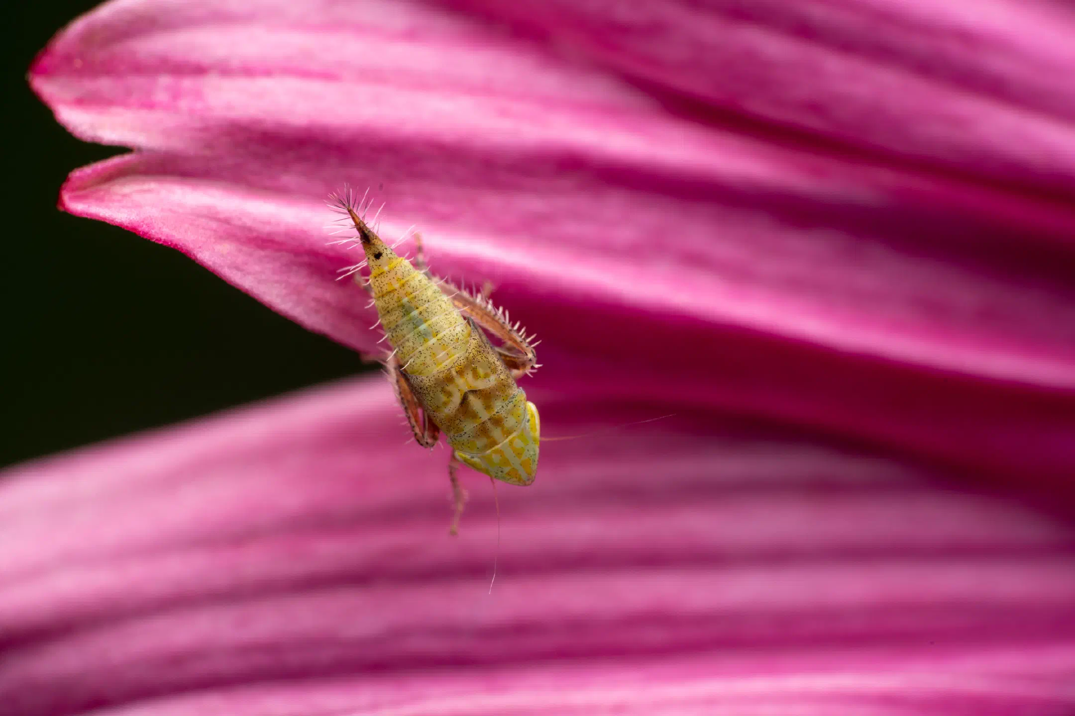 Privet Leafhopper | Privet Leafhopper