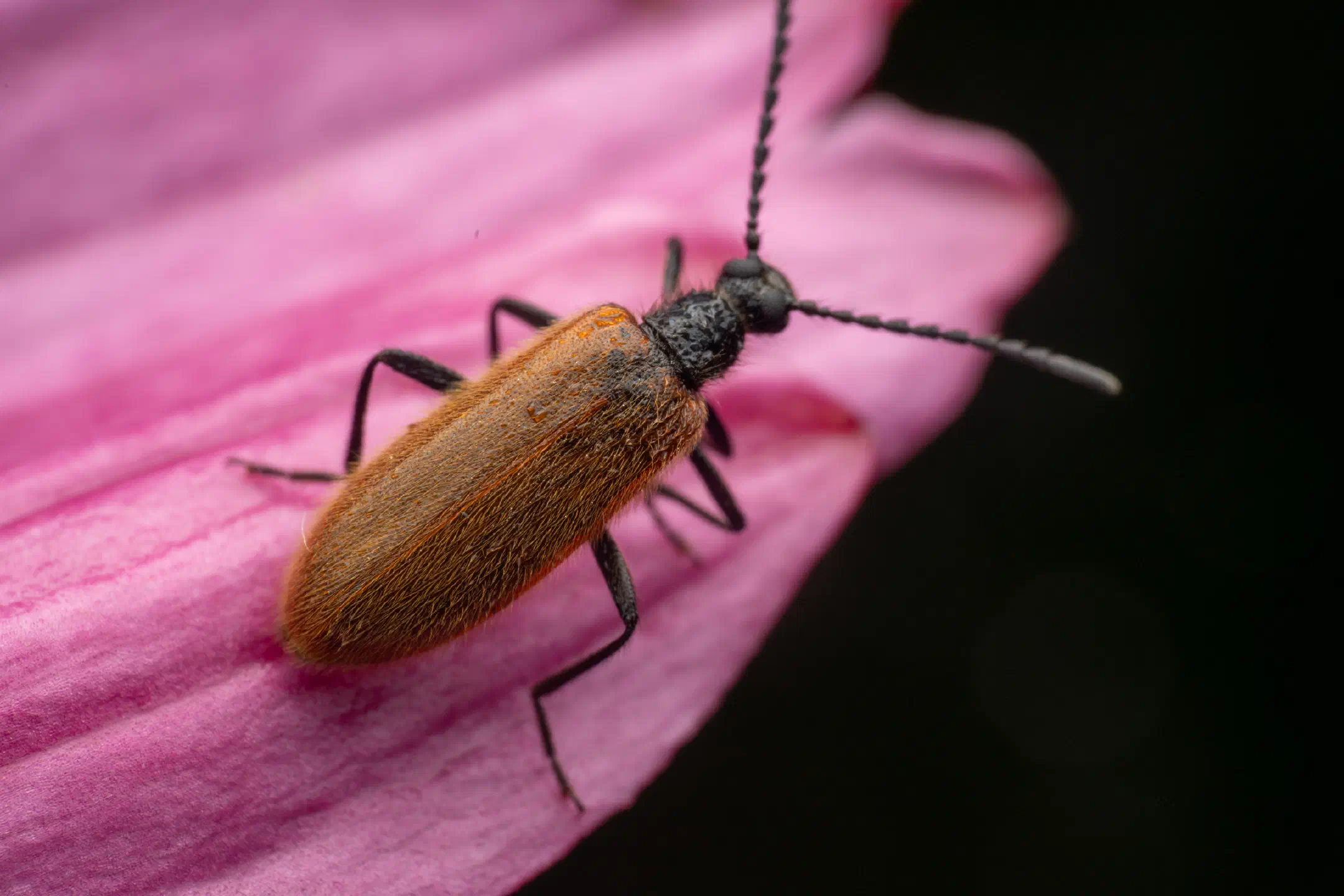 Rough-haired Lagria Beetle | Rough-haired Lagria Beetle