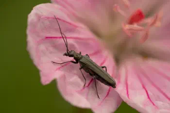 Greenish Oedemera