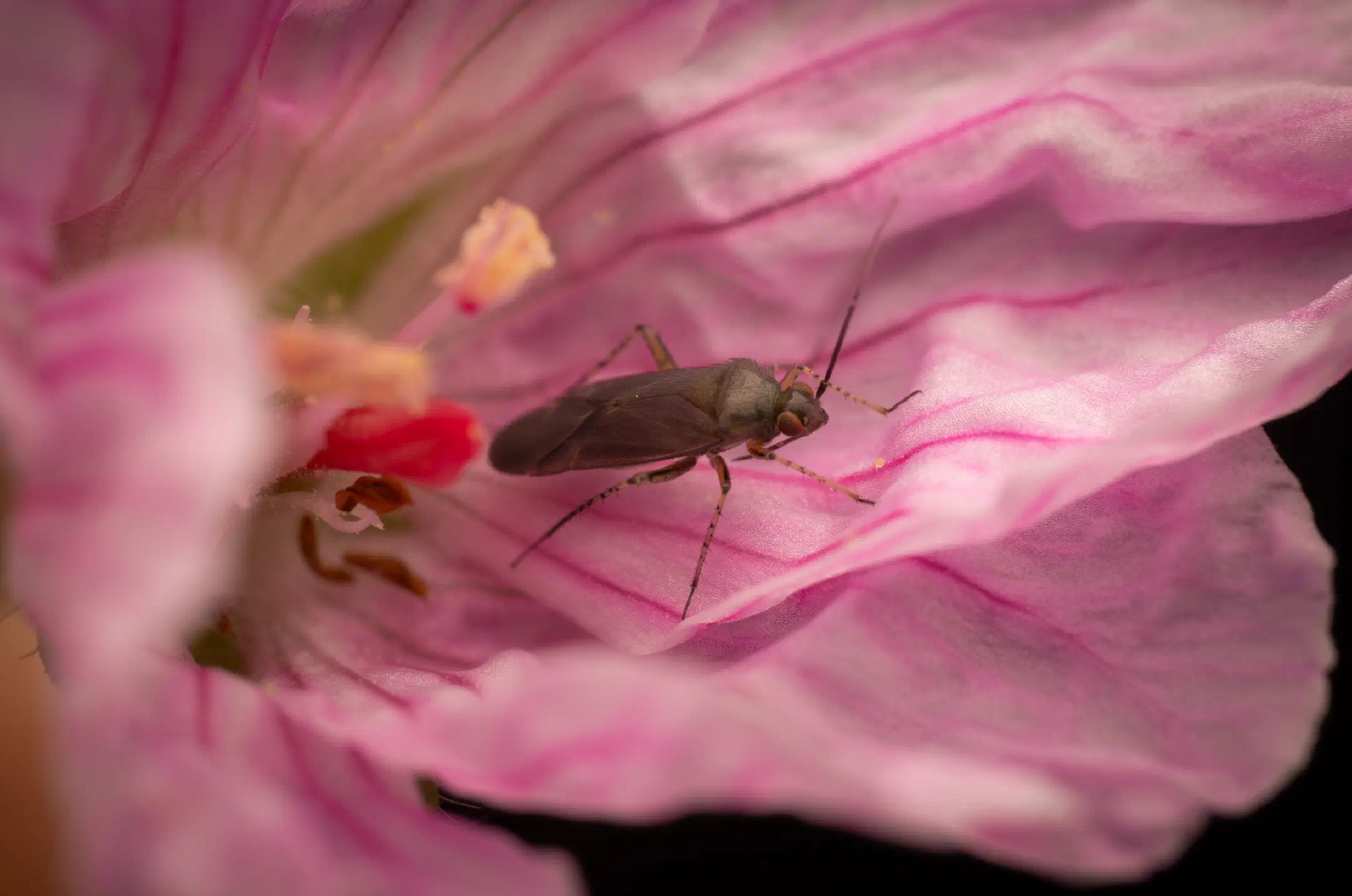 Common Nettle Flower Bug | Common Nettle Flower Bug