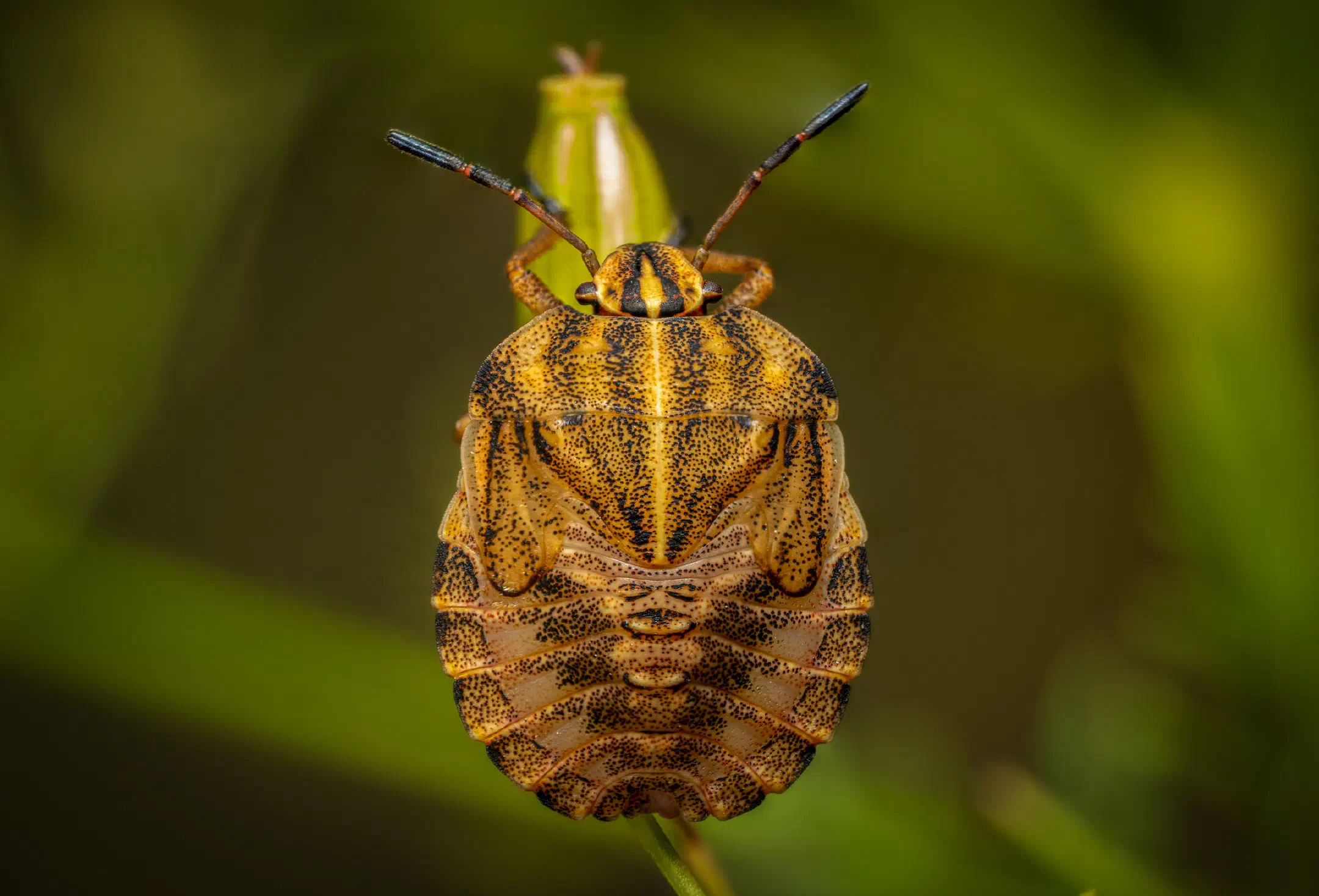 Dock Leaf Bug | Dock Leaf Bug