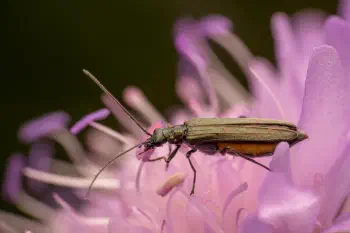 Greenish Oedemera