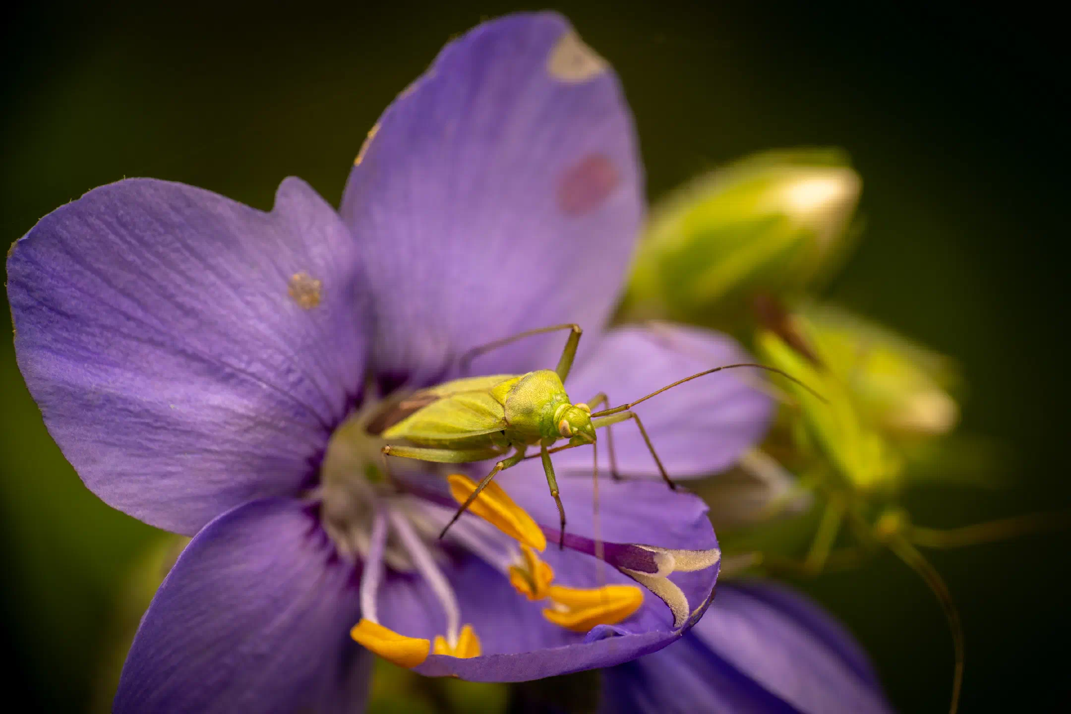 Calocoris affinis | Calocoris affinis