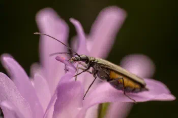 Greenish Oedemera