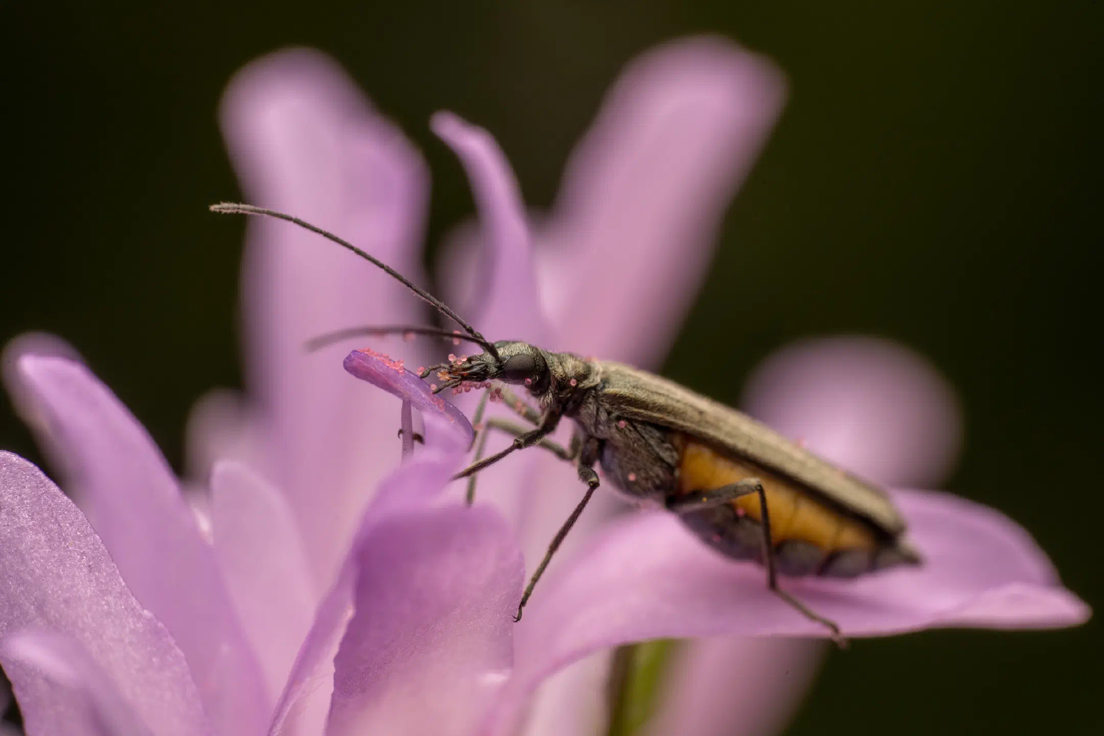 Greenish Oedemera | Greenish Oedemera
