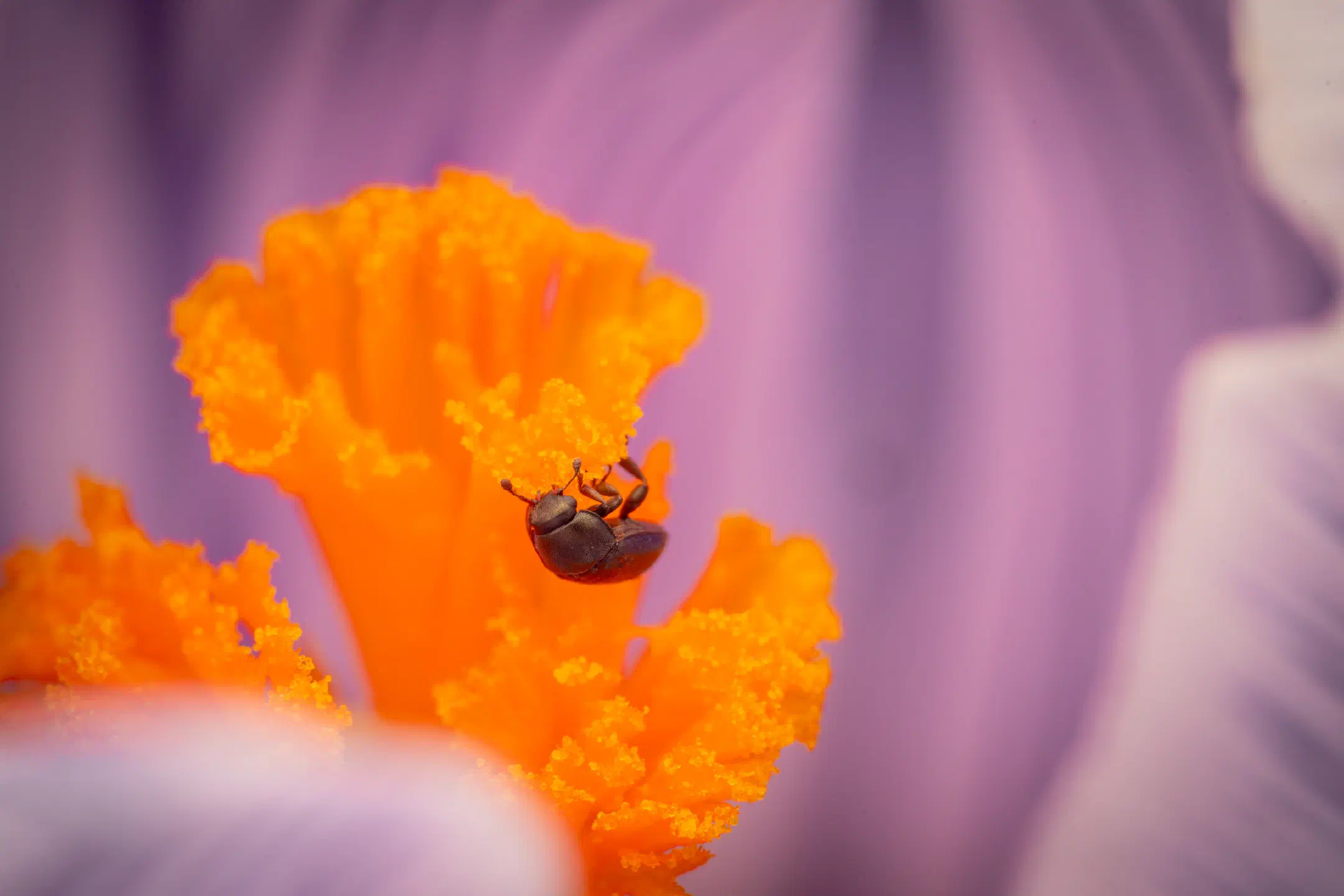 Common Pollen Beetle | Common Pollen Beetle