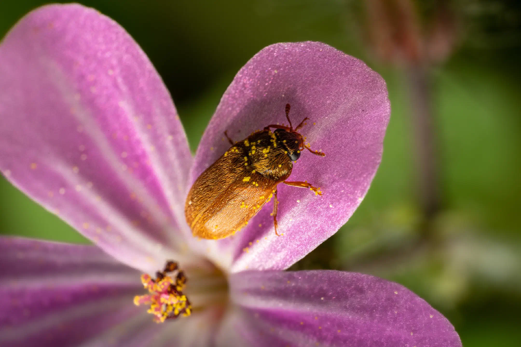 Byturus ochraceus | Byturus ochraceus