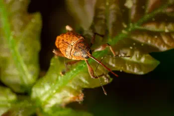 Nut Weevil