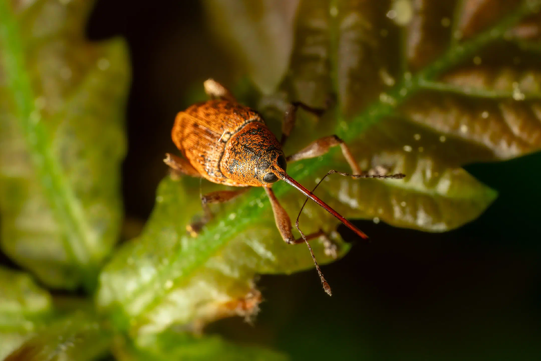Nut Weevil | Nut Weevil