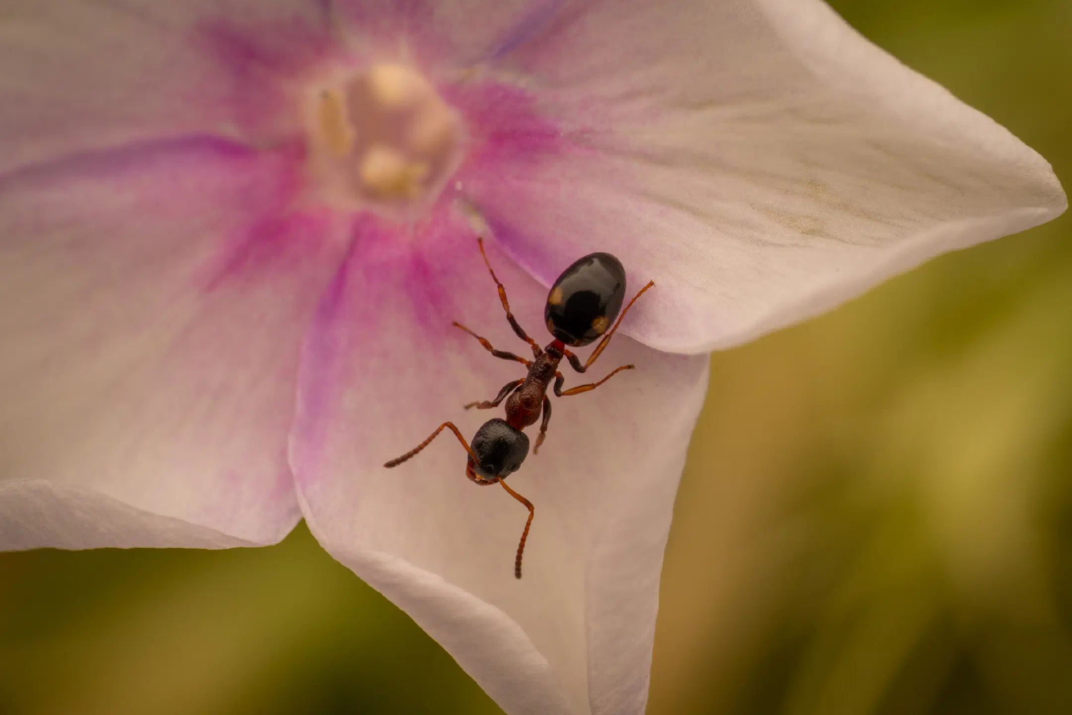 Dolichoderus quadripunctatus | Dolichoderus quadripunctatus