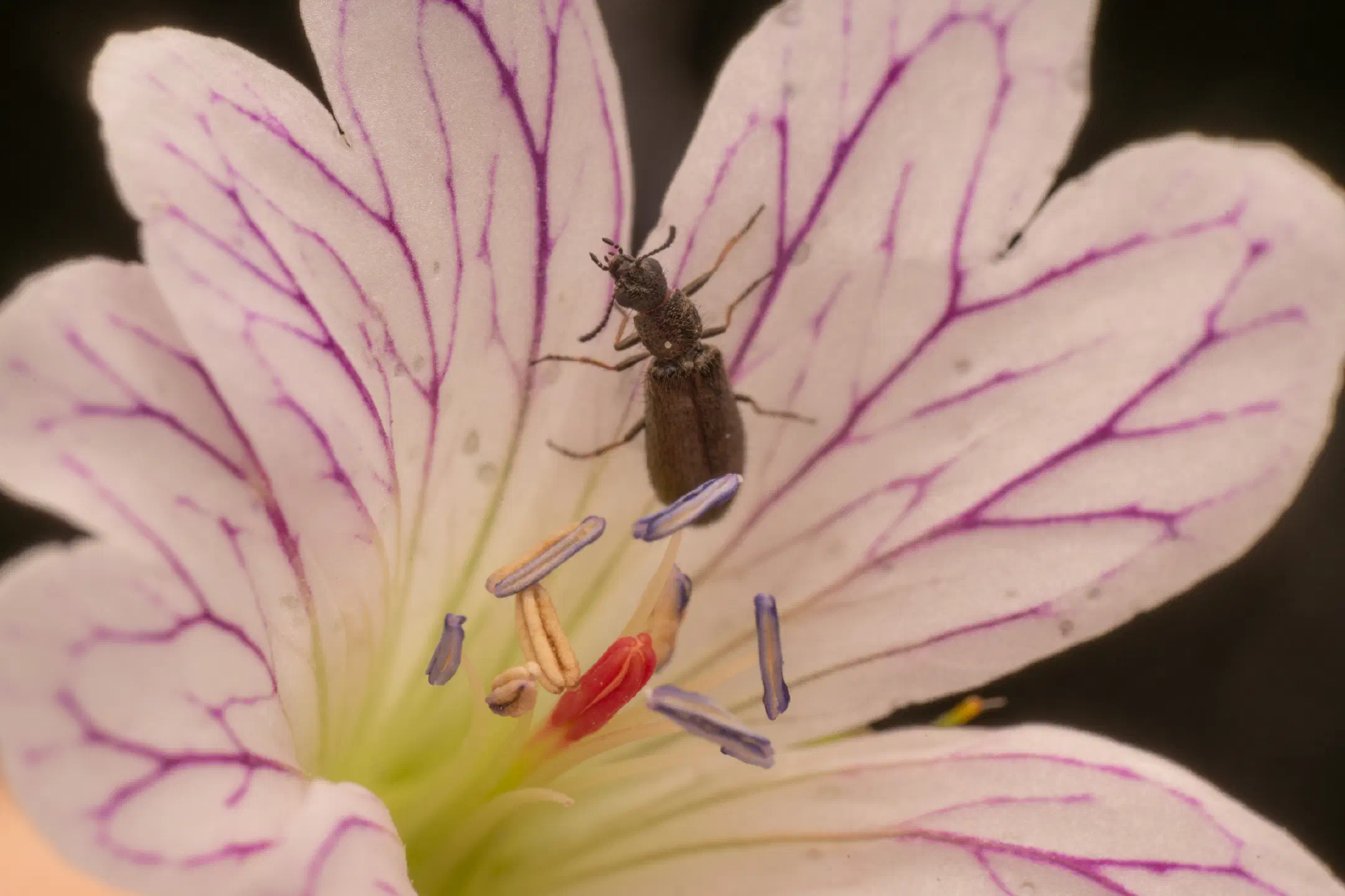 Dasytes aeratus | Dasytes aeratus