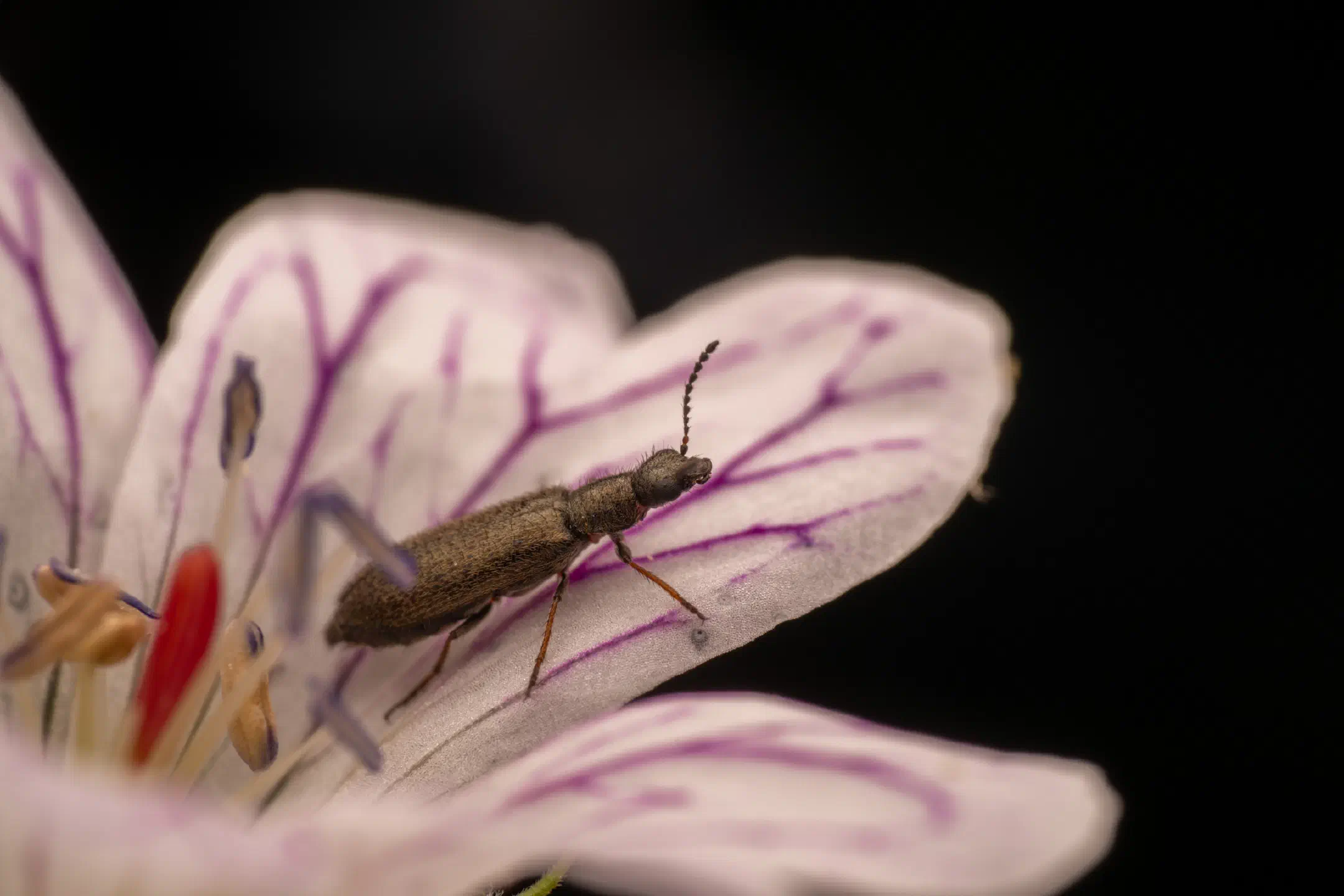 Dasytes aeratus | Dasytes aeratus