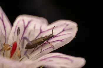 Dasytes aeratus