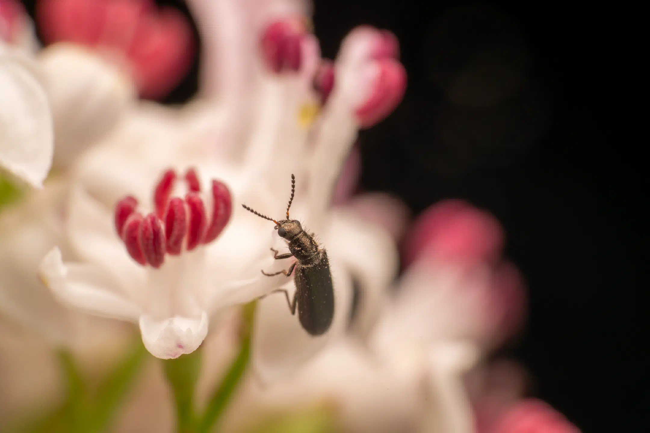 Dasytes plumbeus | Dasytes plumbeus