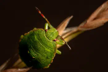 Green Shield Bug