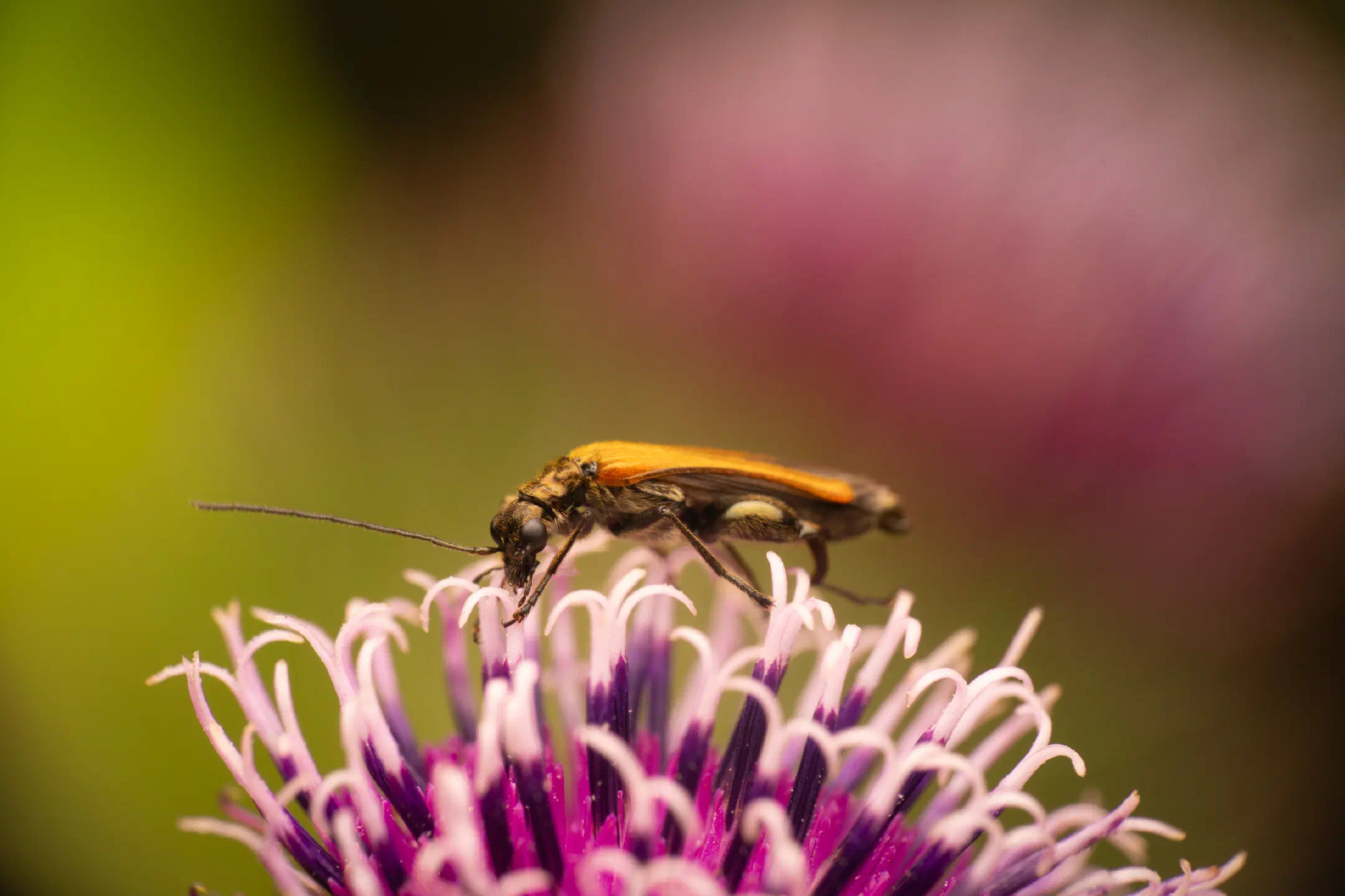 Oedemera femorata | Oedemera femorata