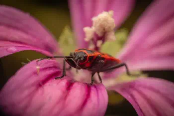 European Firebug