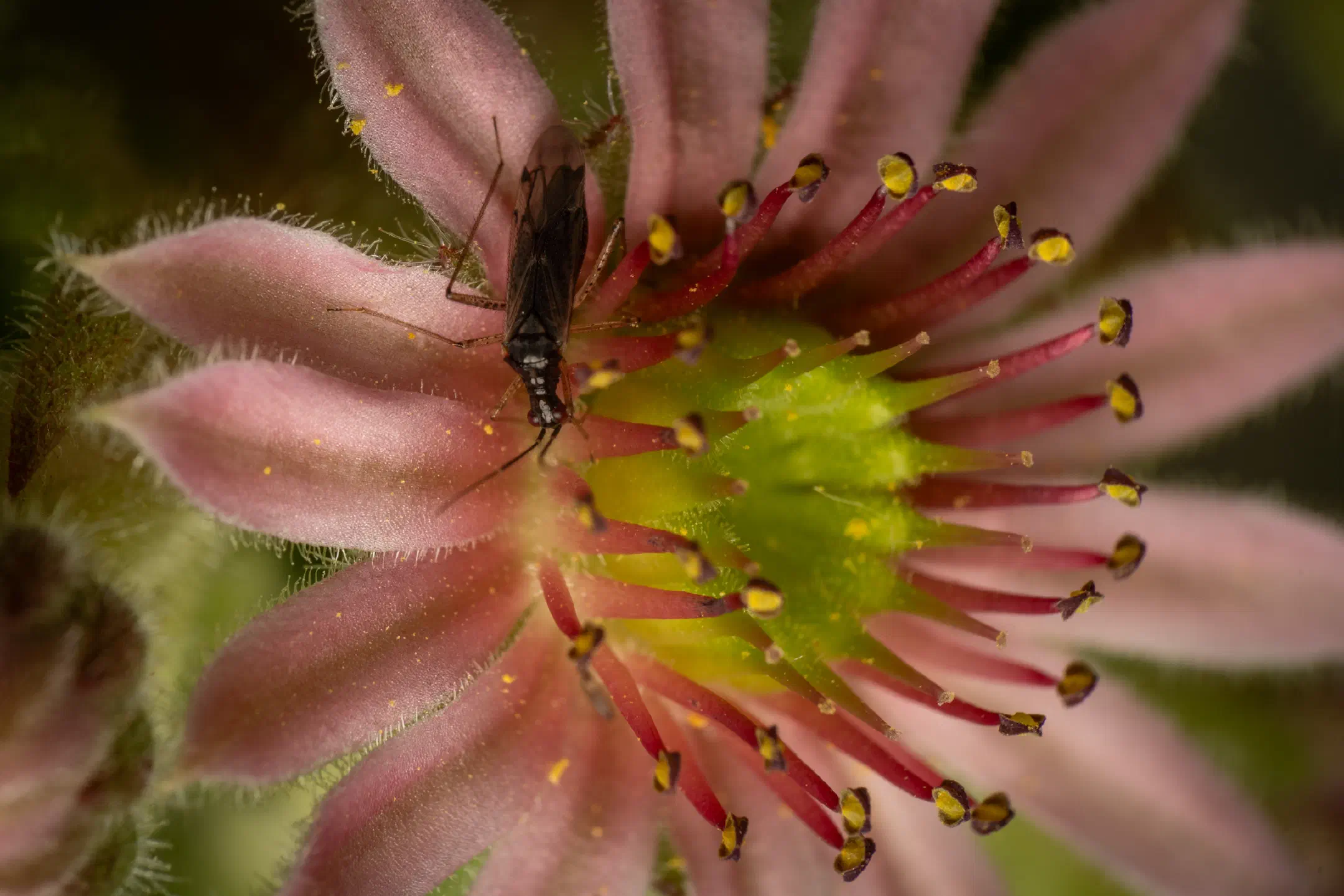 Dicyphus errans | Dicyphus errans