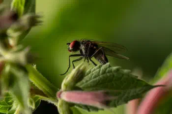 Lesser House Fly