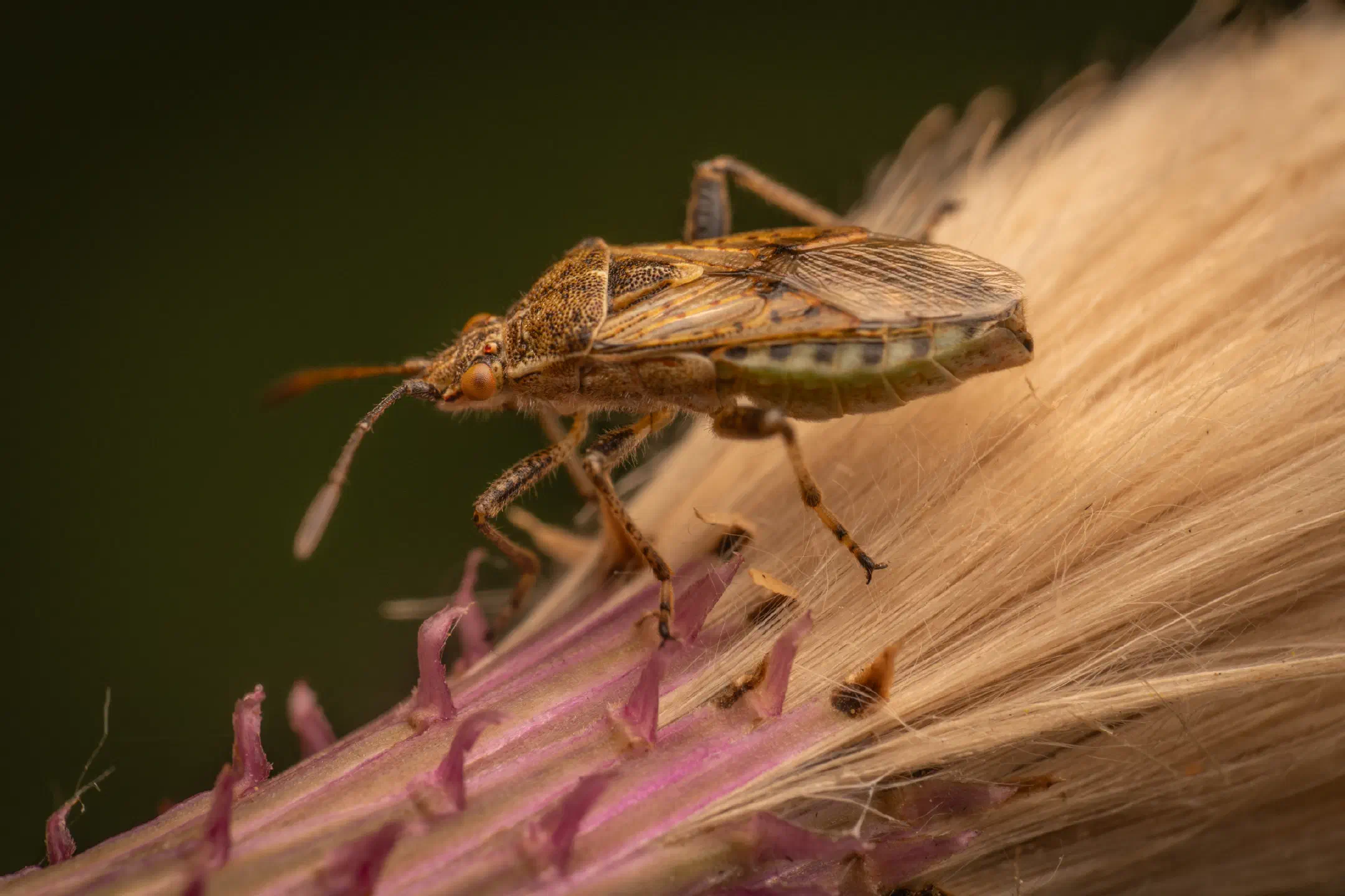 banded rhopalid | banded rhopalid
