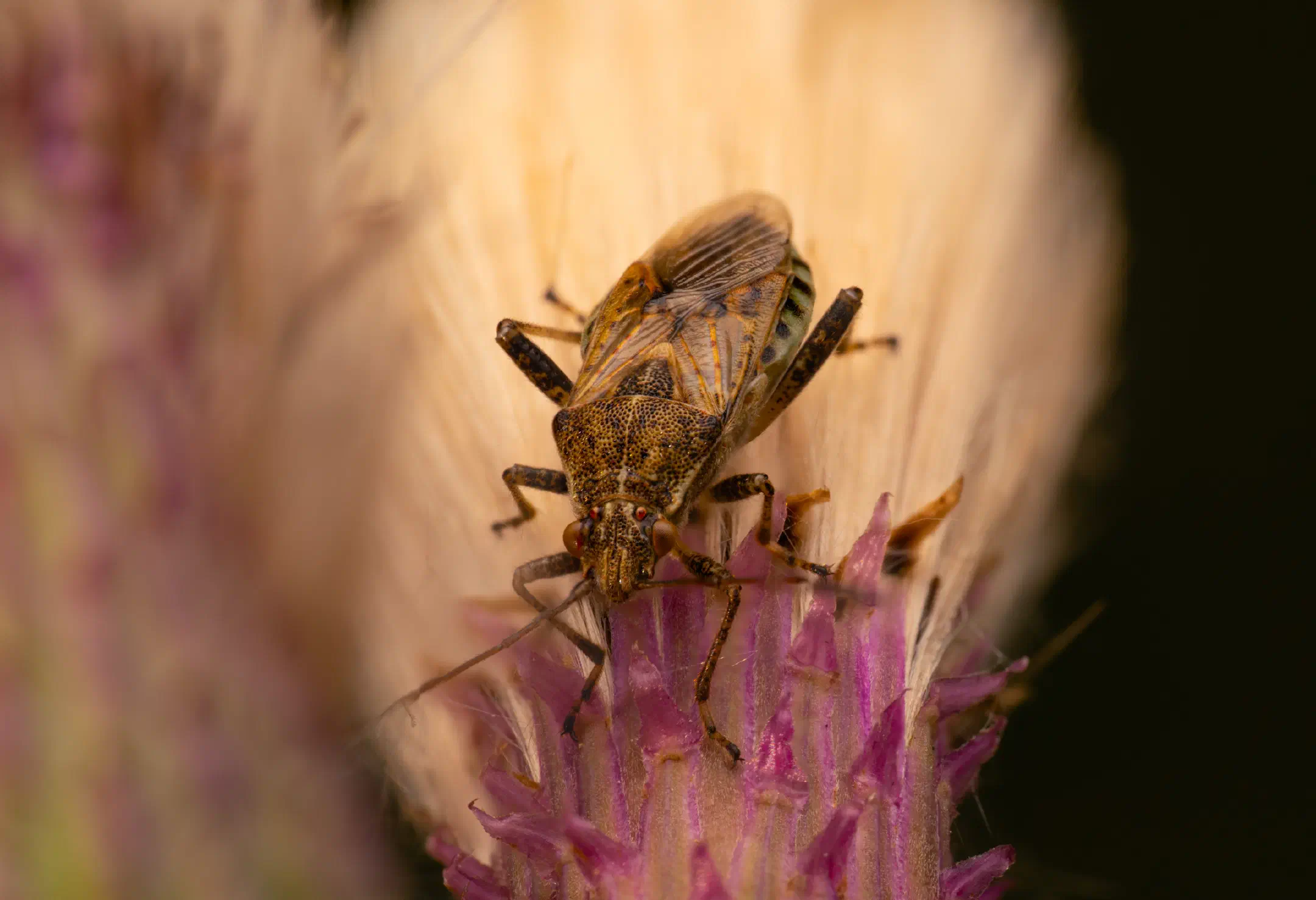 banded rhopalid | banded rhopalid