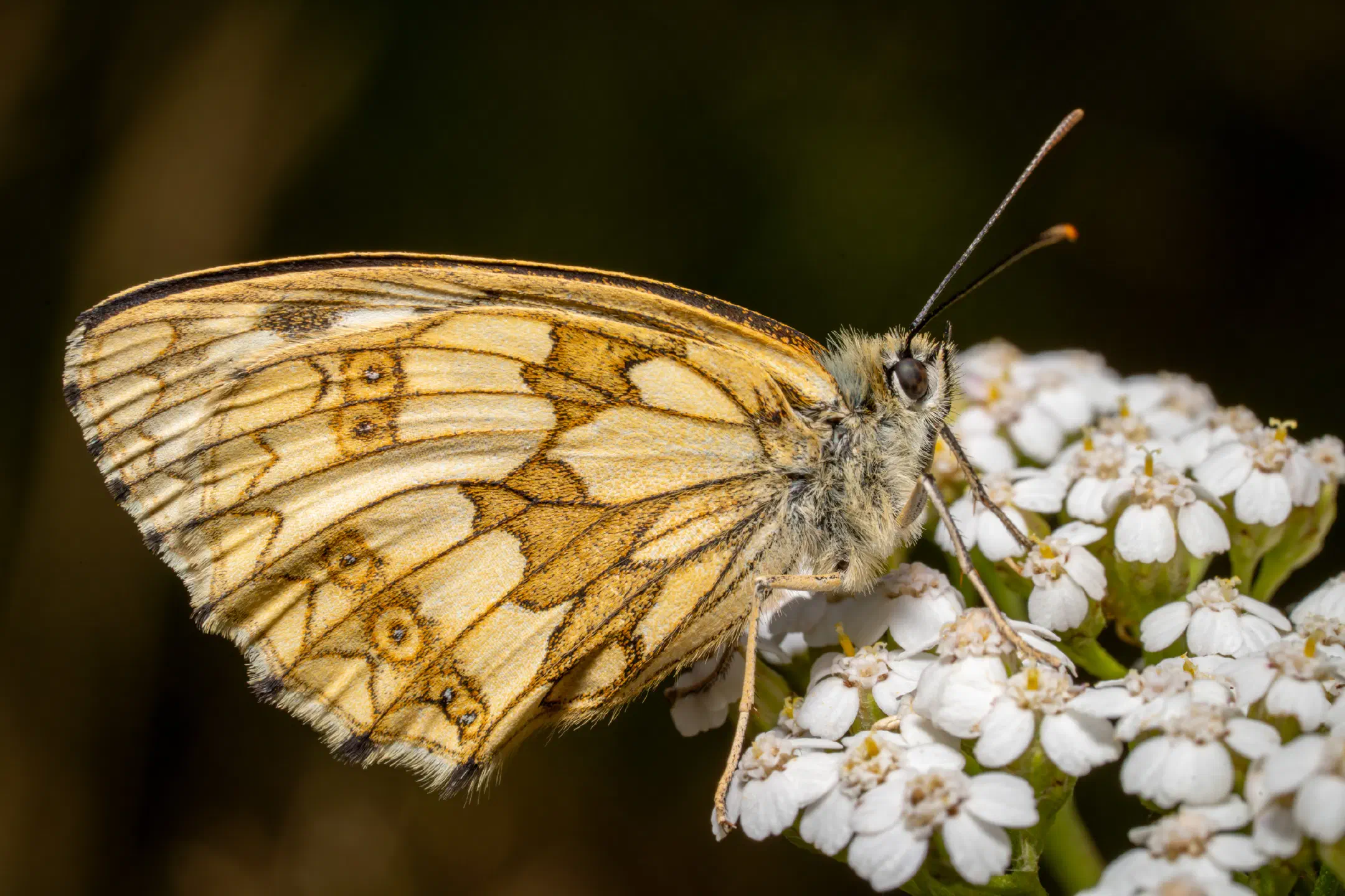 Marbled White | Marbled White