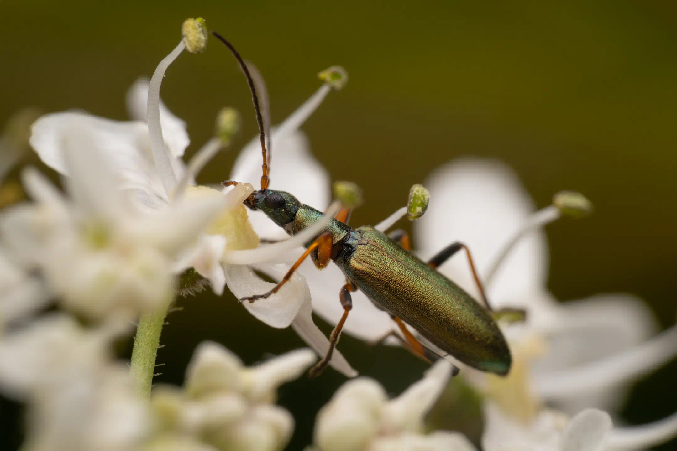 Chrysanthia viridissima | Chrysanthia viridissima