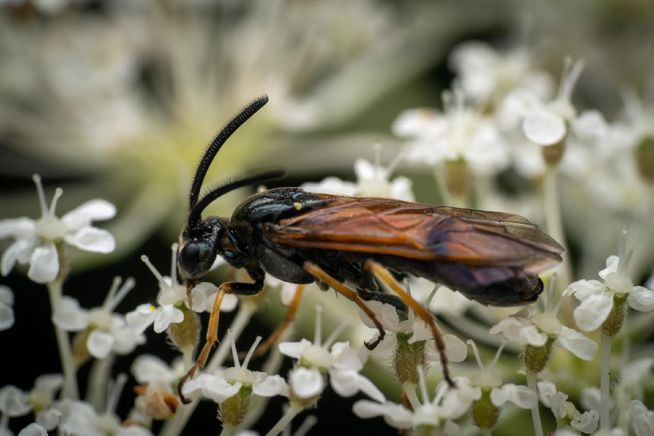 Arge cyanocrocea | Arge cyanocrocea