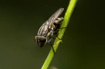 Locust Blowfly