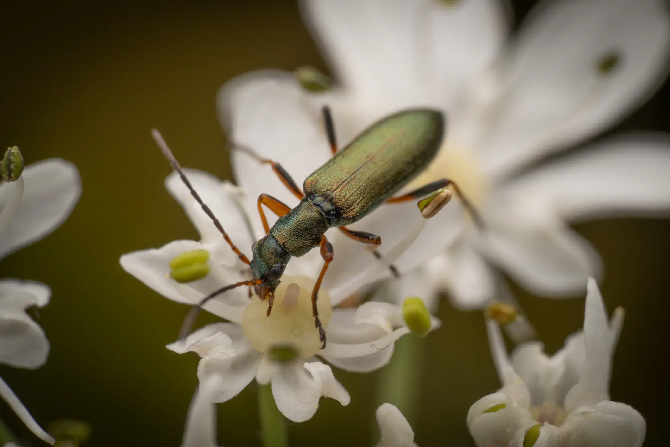 Chrysanthia viridissima | Chrysanthia viridissima