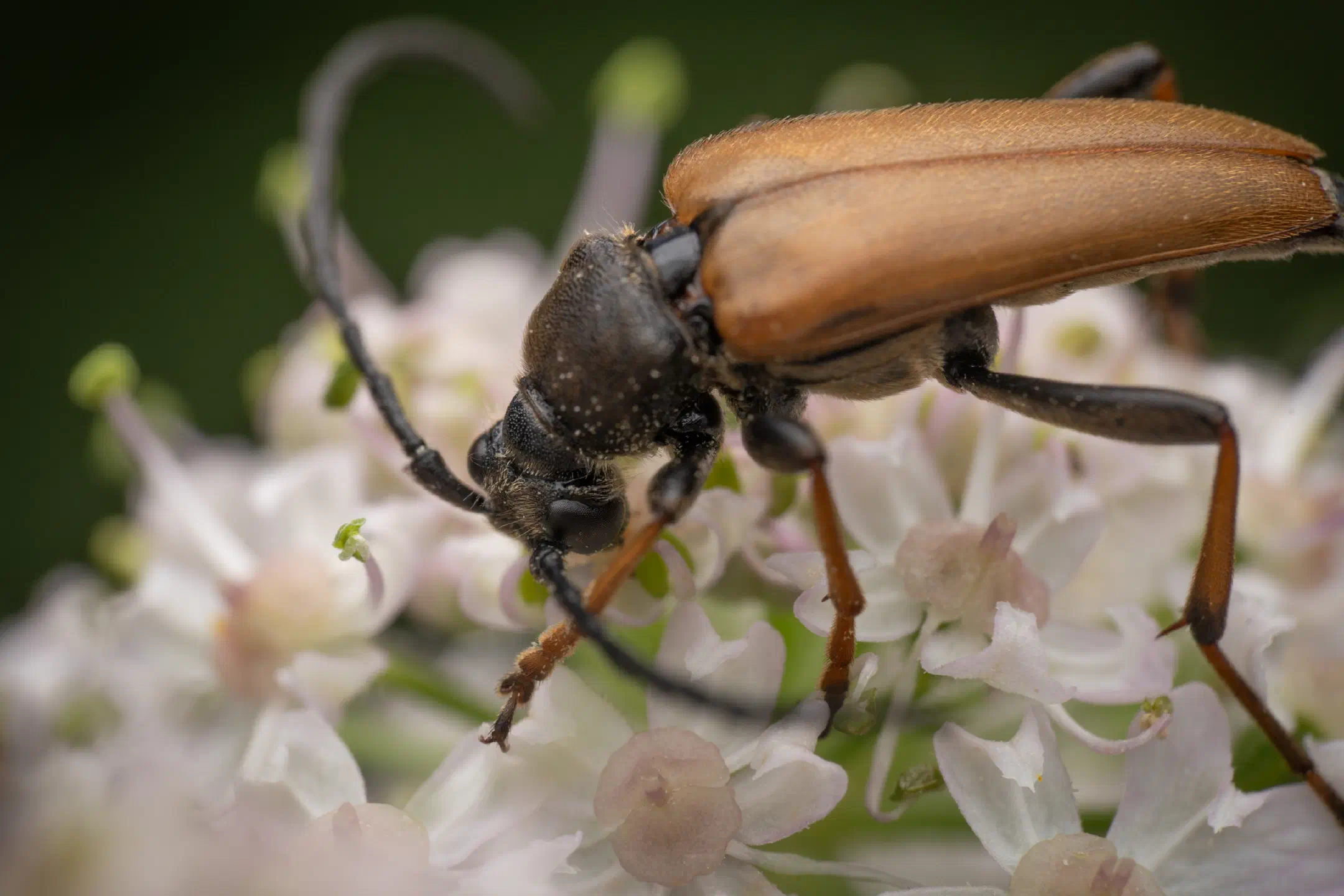 Red Pine Longhorn Beetle | Red Pine Longhorn Beetle