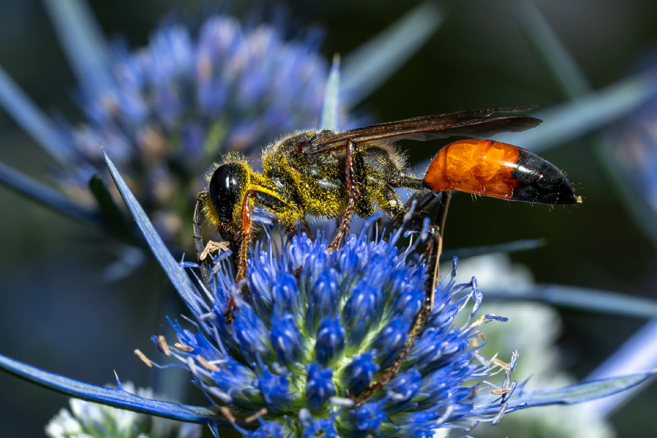 Golden Digger Wasp | Golden Digger Wasp