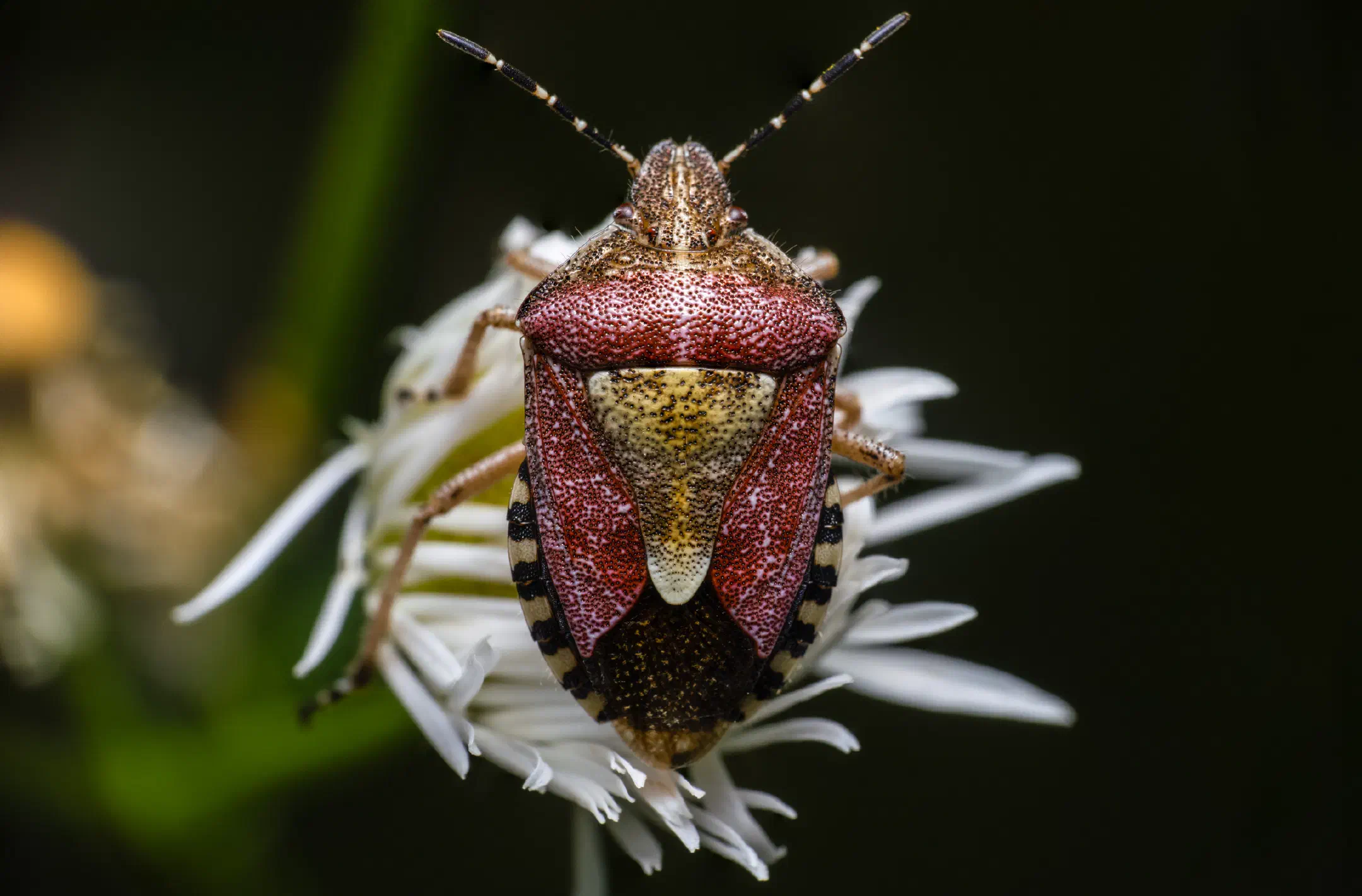 Sloe Bug | Sloe Bug