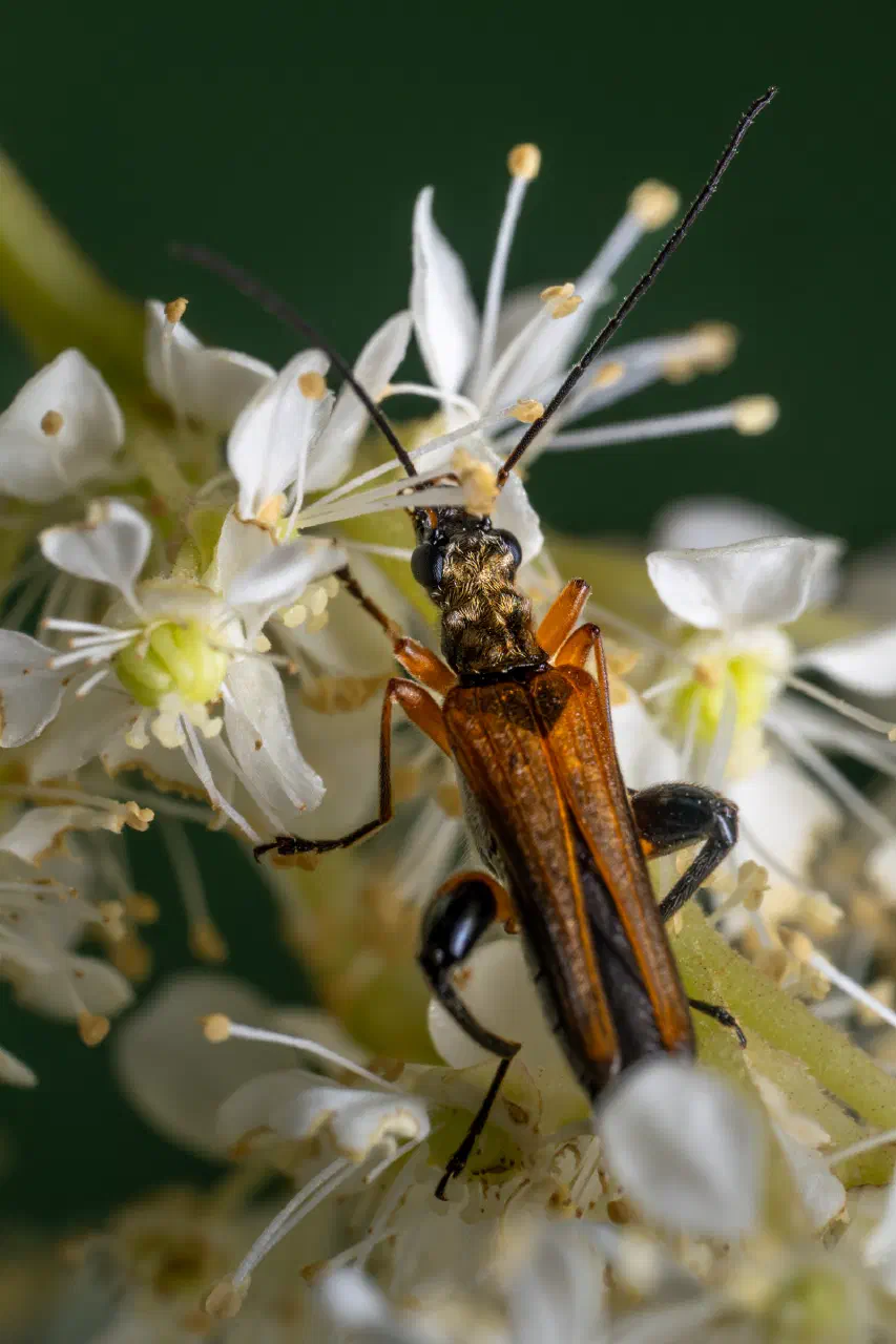 variable longhorn beetle | variable longhorn beetle