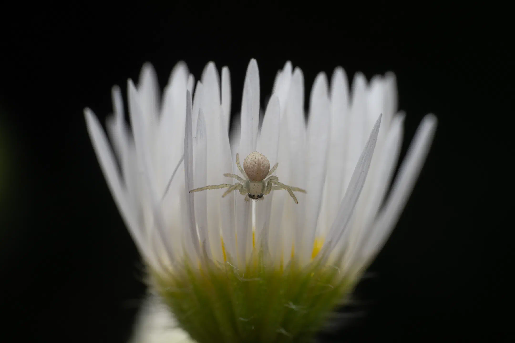 Goldenrod Crab Spider | Goldenrod Crab Spider