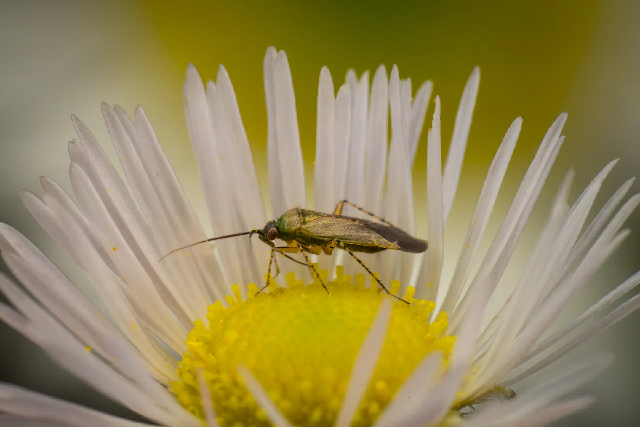 Common Nettle Flower Bug | Common Nettle Flower Bug