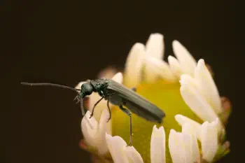 Greenish Oedemera