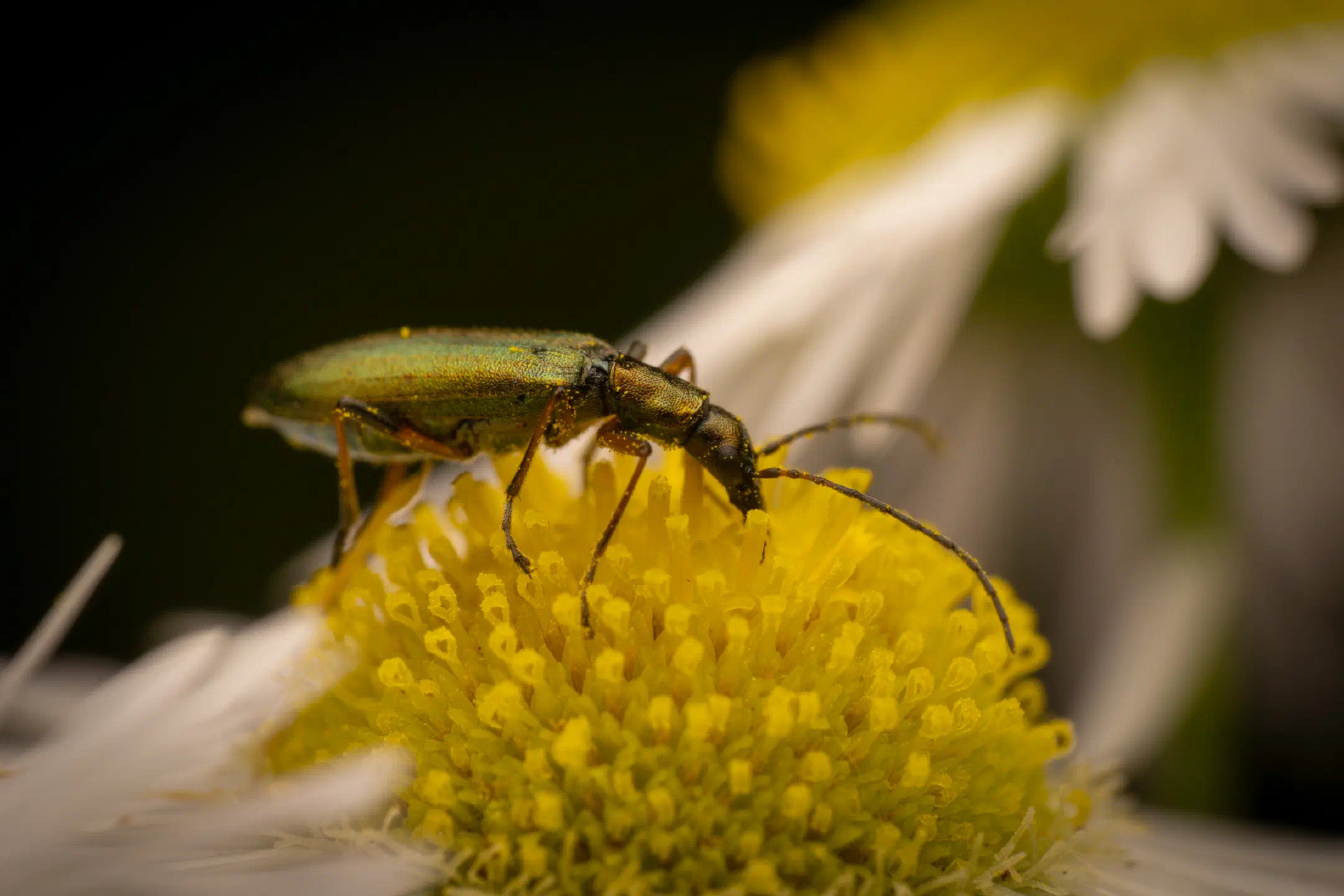Chrysanthia viridissima
