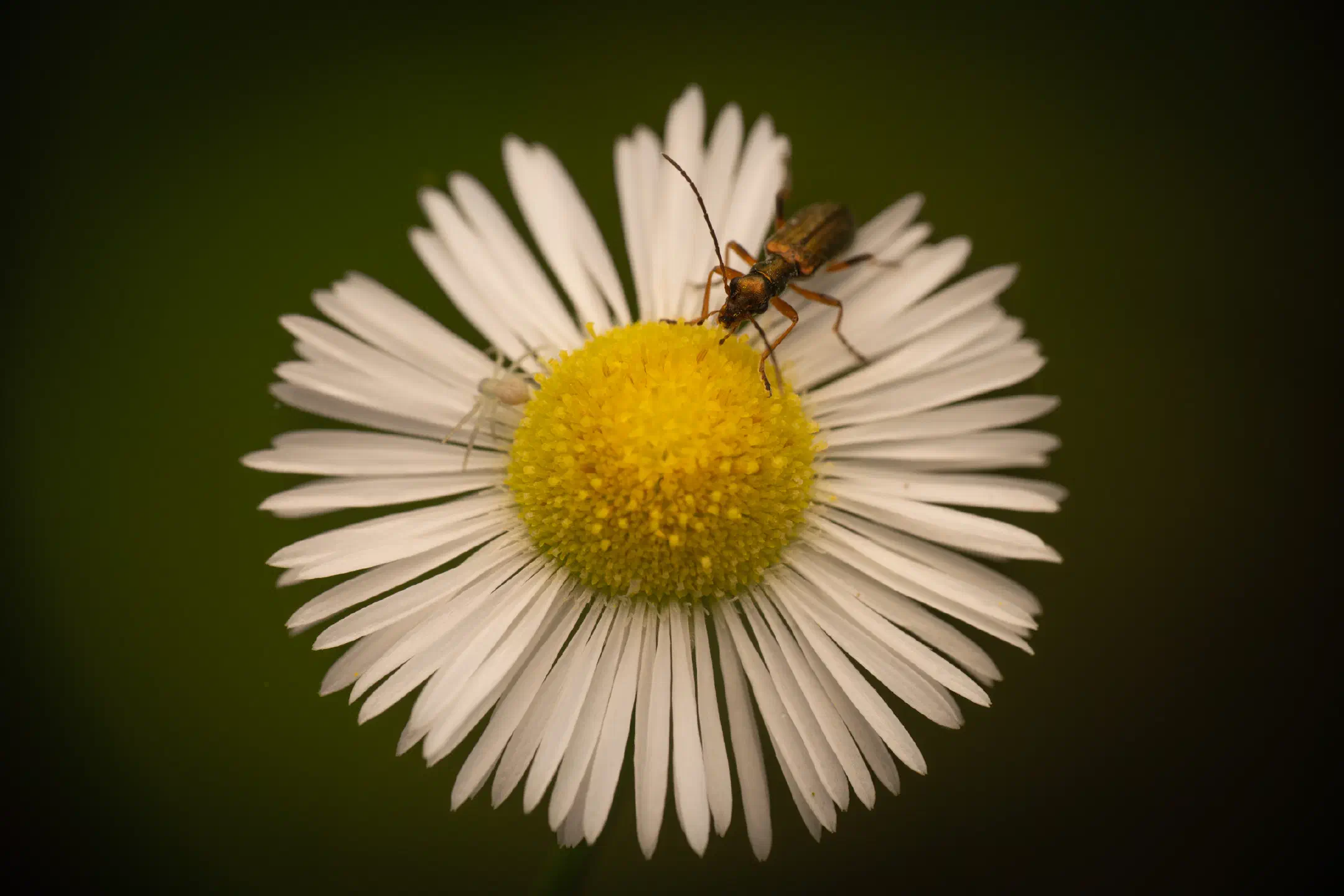 Chrysanthia viridissima | Chrysanthia viridissima