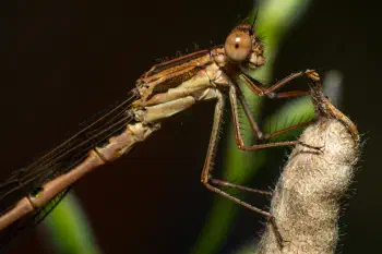 Common Winter Damselfly