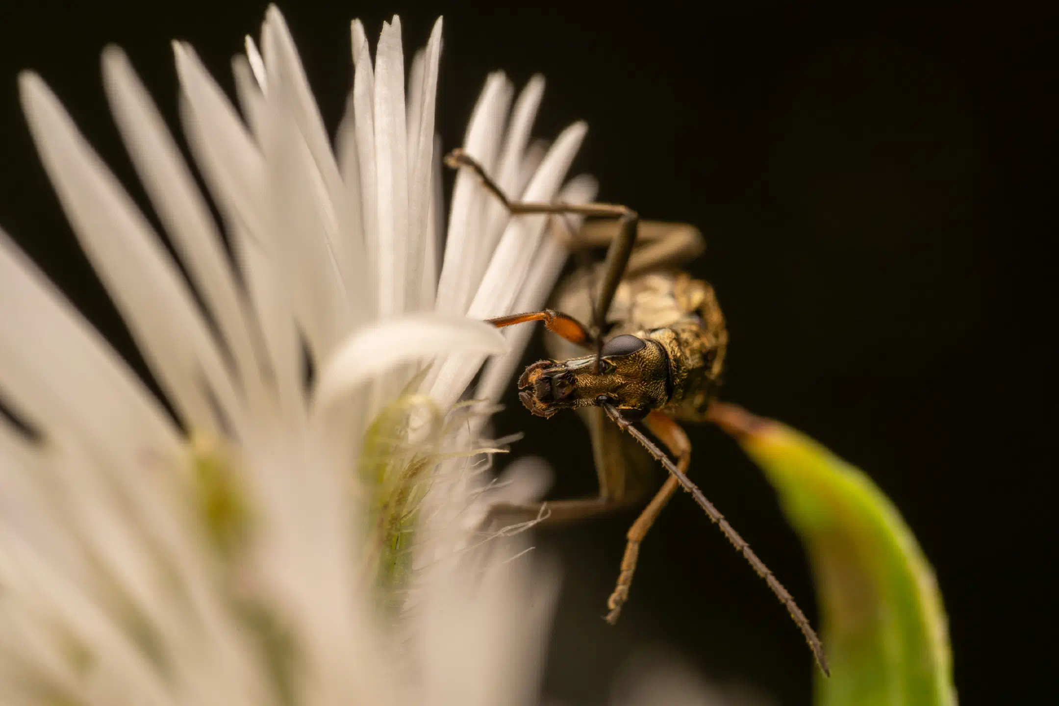 Yellow-legged Thick-legged Flower Beetle | Yellow-legged Thick-legged Flower Beetle