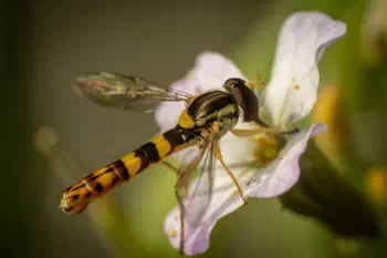 Common Globetail