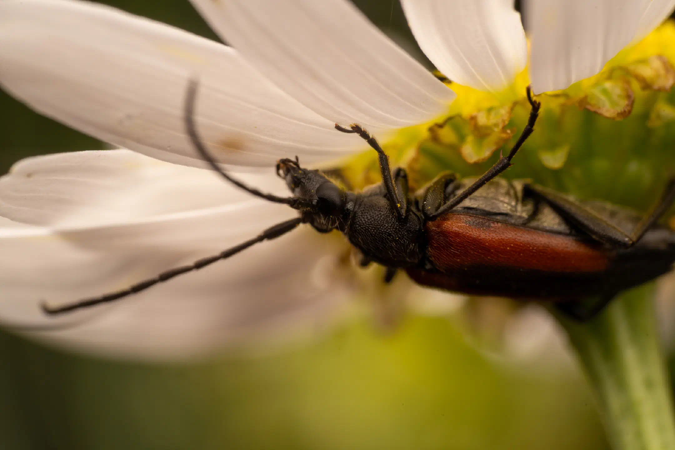 Black-striped Longhorn Beetle | Black-striped Longhorn Beetle