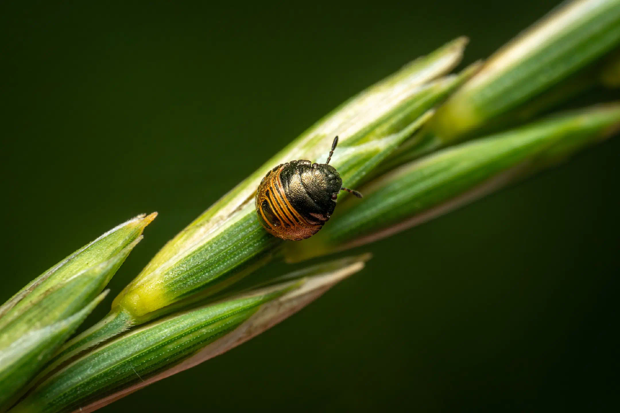 Brown Marmorated Stink Bug | Brown Marmorated Stink Bug
