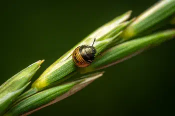 Brown Marmorated Stink Bug
