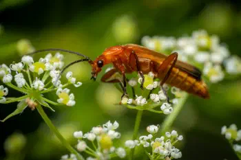 Common Red Soldier Beetle